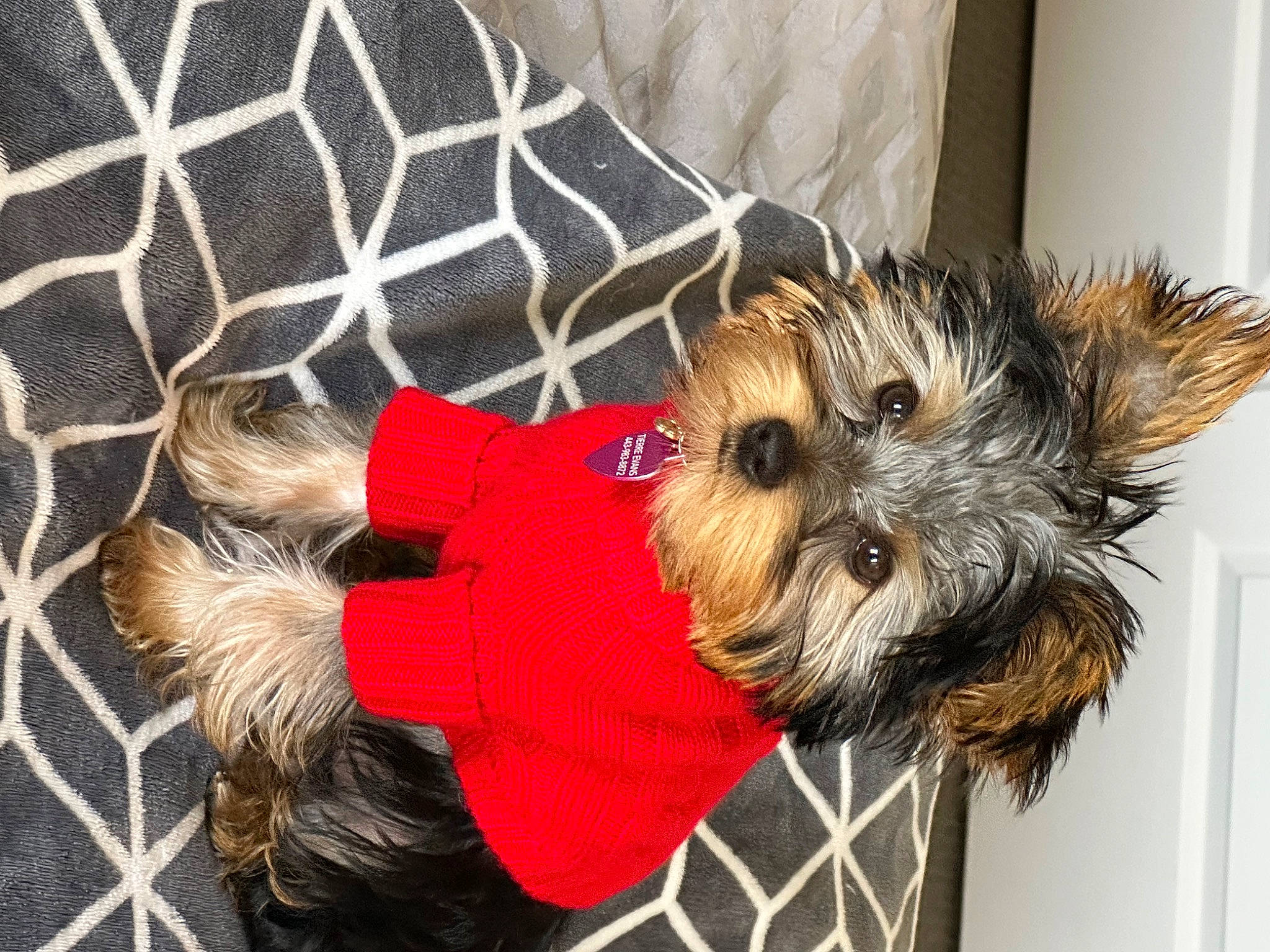 Bella joined the competition — help win amazing prizes! biewer_terrier, canidae, carnivore, collar, companion_dog, dog, dog_breed, dog_clothes, dog_supply, event, fawn, fur, liver, pet_supply, small_terrier, snout, sporting_group, terrier, toy_dog, working_animal