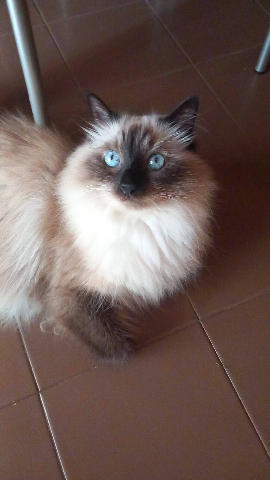 Minou joined the competition — help win amazing prizes! balinese, birman, carnivore, cat, fawn, felidae, flooring, fur, ragdoll, siamese, small_to_medium_sized_cats, snout, tail, terrestrial_animal, thai, tile_flooring, whiskers