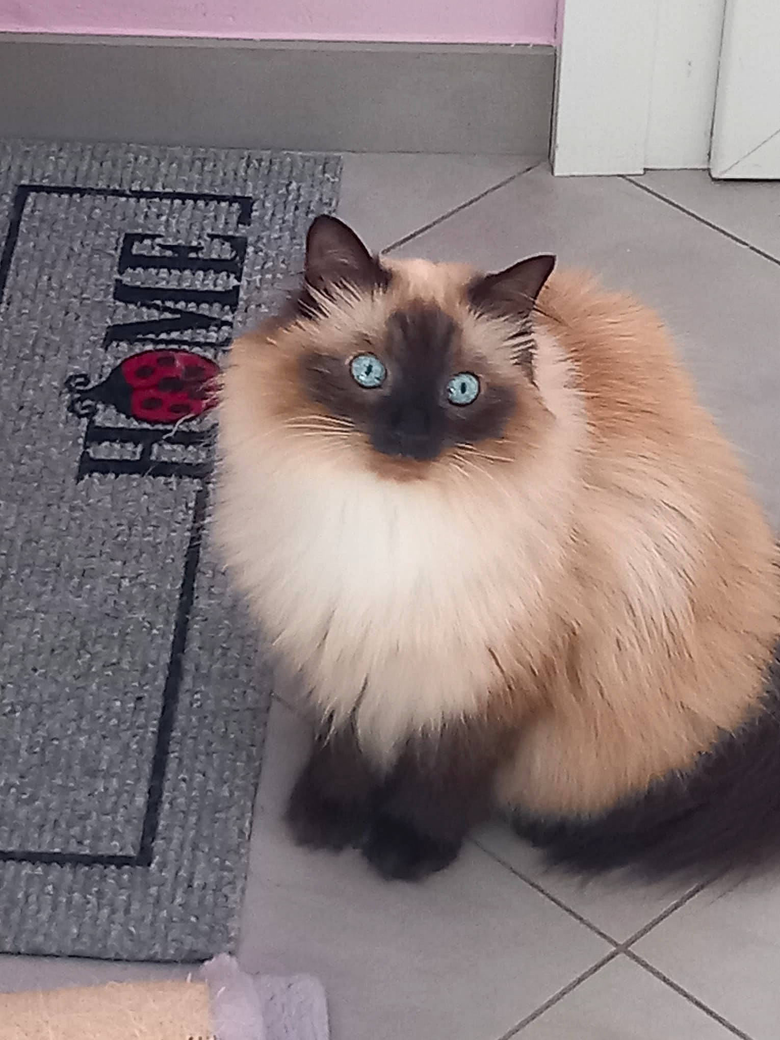 Minou is registered to the contest to win money with this photo: balinese, birman, carnivore, cat, fawn, felidae, flooring, fur, grey, ragdoll, siamese, small_to_medium_sized_cats, snout, tail, thai, whiskers