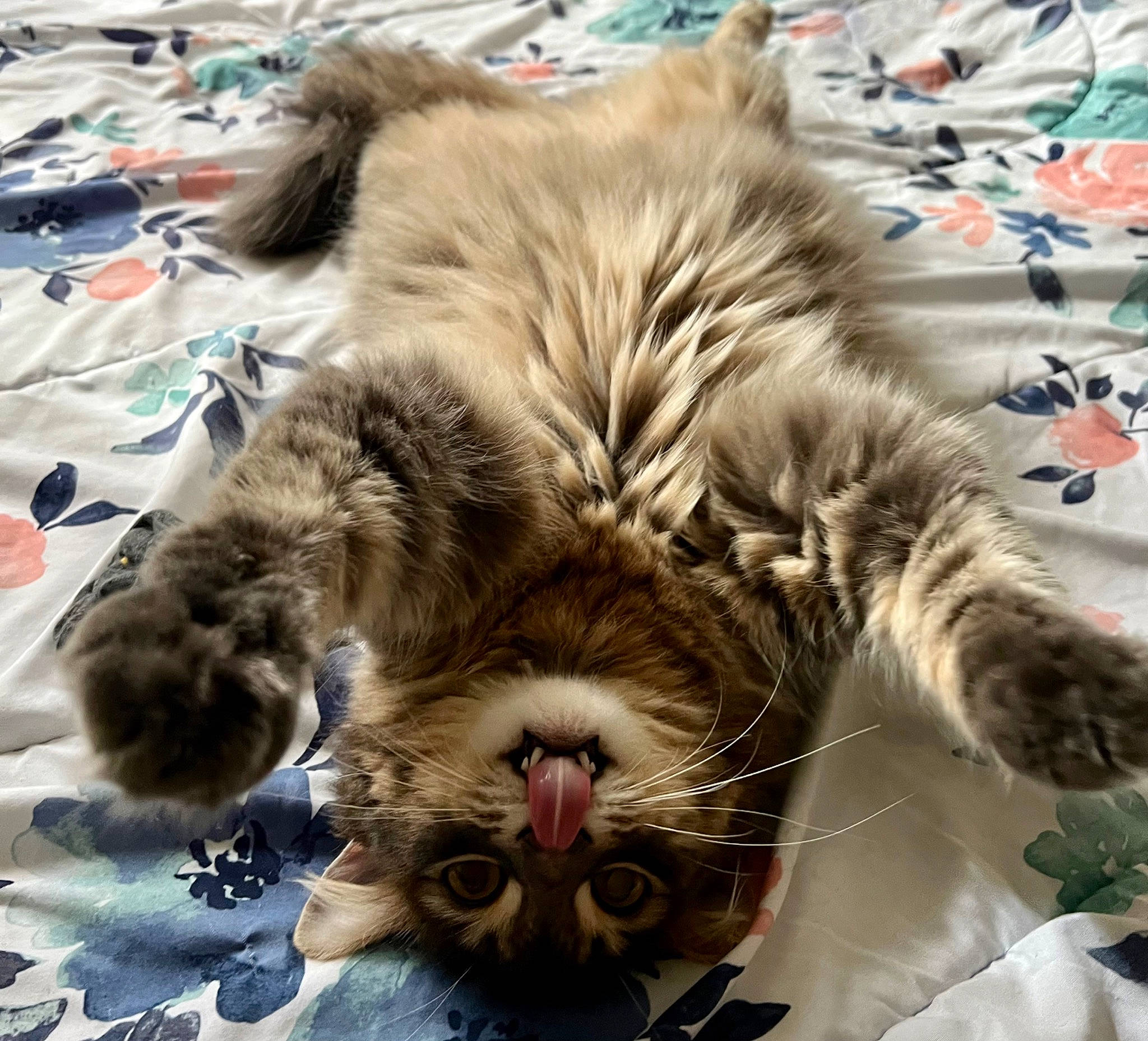 Twinkle joined the competition — help win amazing prizes! british_longhair, carnivore, cat, claw, comfort, companion_dog, domestic_short_haired_cat, eye, fawn, felidae, fur, nap, paw, photograph, small_to_medium_sized_cats, snapshot, tail, terrestrial_animal, whiskers, wildlife