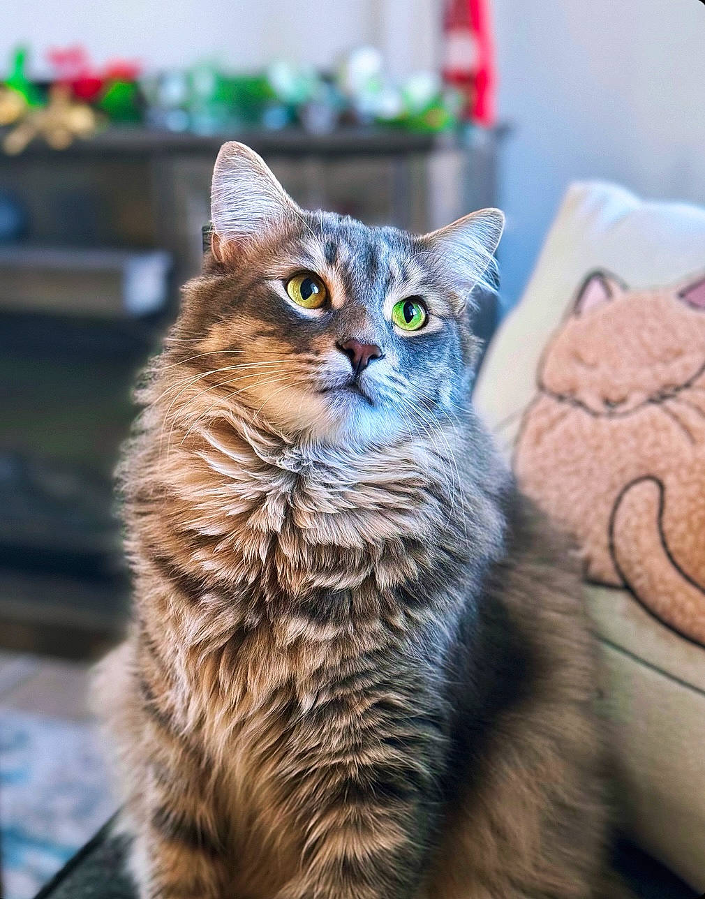 Twinkle joined the competition — help win amazing prizes! carnivore, cat, claw, domestic_short_haired_cat, felidae, fur, paw, sitting, small_to_medium_sized_cats, snout, tail, terrestrial_animal, whiskers, wildlife, window