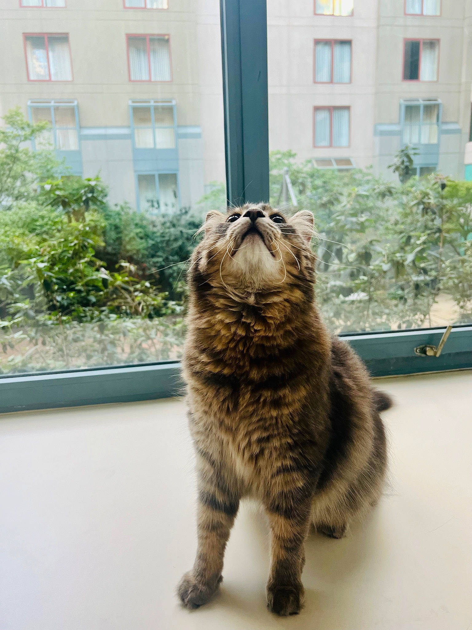 Twinkle joined the competition — help win amazing prizes! building, carnivore, cat, claw, domestic_short_haired_cat, fawn, felidae, flooring, fur, grass, plant, small_to_medium_sized_cats, snout, tail, terrestrial_animal, tree, whiskers, wildlife, window