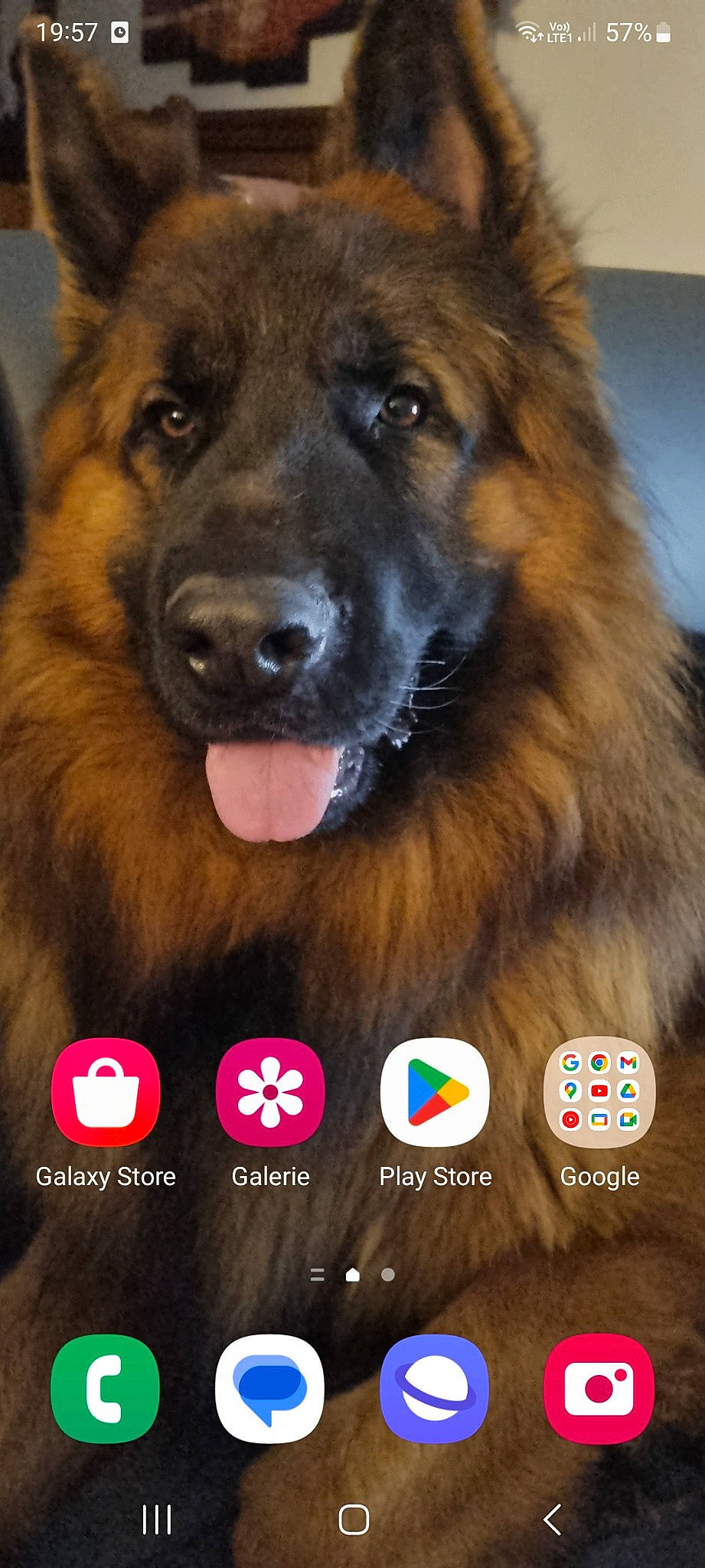 Falco a rejoint le concours — aidez-le/la à gagner de superbes lots ! ancient_dog_breeds, canidae, carnivore, companion_dog, dog, dog_breed, event, font, fur, giant_dog_breed, guard_dog, happy, herding_dog, light, photo_caption, photography, snapshot, sporting_group, working_animal, working_dog