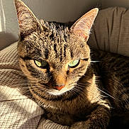 Hazel joined the competition — help win amazing prizes! cat, tabby_cat, close_up, green_eyes, whiskers, ears, fur, pet, portrait, sunlight, blanket, bed, cozy, indoor, nose, paws, relaxed, striped, face, sleepy