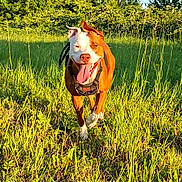 Atyla participe au concours pour gagner de l'argent avec cette photo : dog, grass, outdoor, sunlight, field, greenery, happy, running, nature, tongue_out, ears_flapping, canine, pet, daytime, playful, summer, animal, muzzle, collar, leash