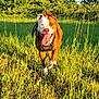 dog, grass, outdoor, sunlight, field, greenery, happy, running, nature, tongue_out, ears_flapping, canine, pet, daytime, playful, summer, animal, muzzle, collar, leash