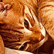 Butter joined the competition — help win amazing prizes! animal, cat, close_up, closeup, cozy, cute, domestic_cat, ear, eyes, face, feline, fur, nose, orange_tabby, pet, relaxing, resting, sleepy, warm_colors, whiskers