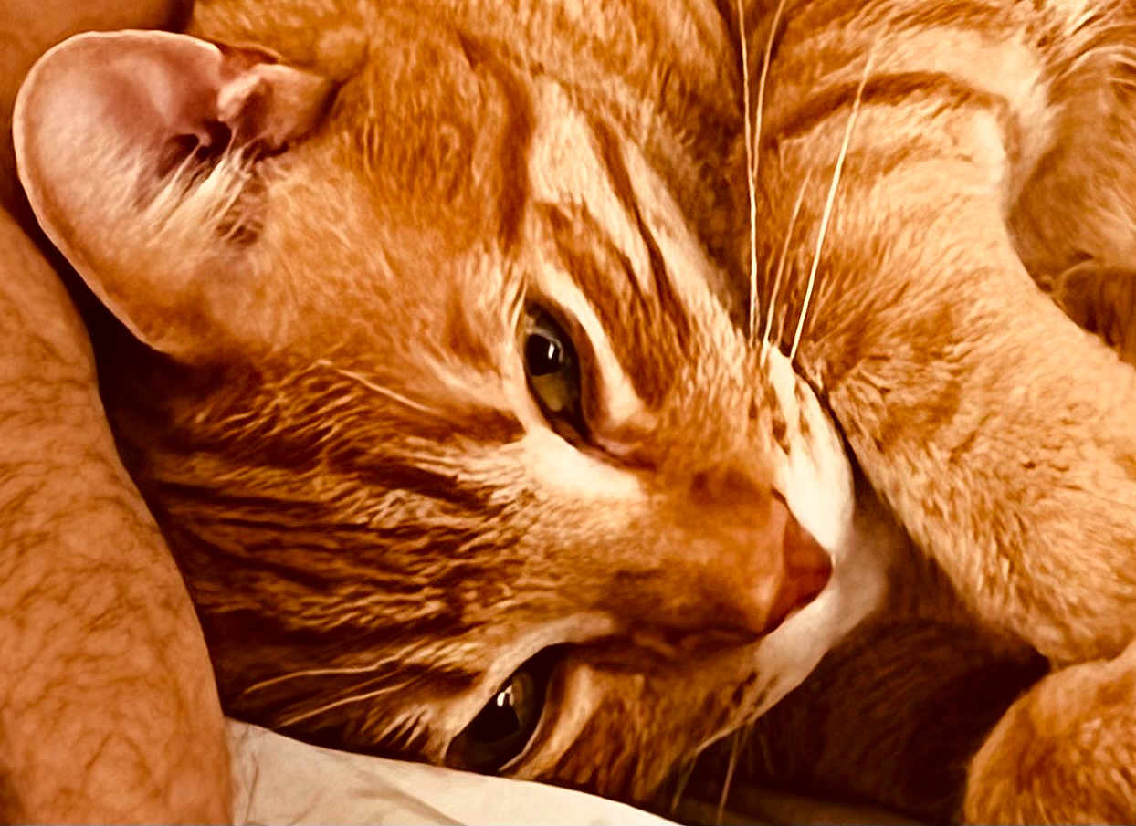 Butter joined the competition — help win amazing prizes! animal, cat, close_up, closeup, cozy, cute, domestic_cat, ear, eyes, face, feline, fur, nose, orange_tabby, pet, relaxing, resting, sleepy, warm_colors, whiskers