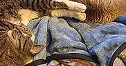 Roman joined the competition — help win amazing prizes! cat, cats, sleeping, napping, relaxed, couch, blanket, indoors, home, furniture, pets, furry, tabby, brown_cat, gray_cat, lying_down, cozy, resting, upside_down, lazy
