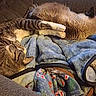 cat, cats, sleeping, napping, relaxed, couch, blanket, indoors, home, furniture, pets, furry, tabby, brown_cat, gray_cat, lying_down, cozy, resting, upside_down, lazy