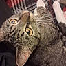 cat, tabby_cat, feline, pet, wide_eyes, yellow_eyes, whiskers, ears, paws, upside_down, lying_down, indoor, blanket, plaid, cozy, close_up, portrait, fur, playful, funny