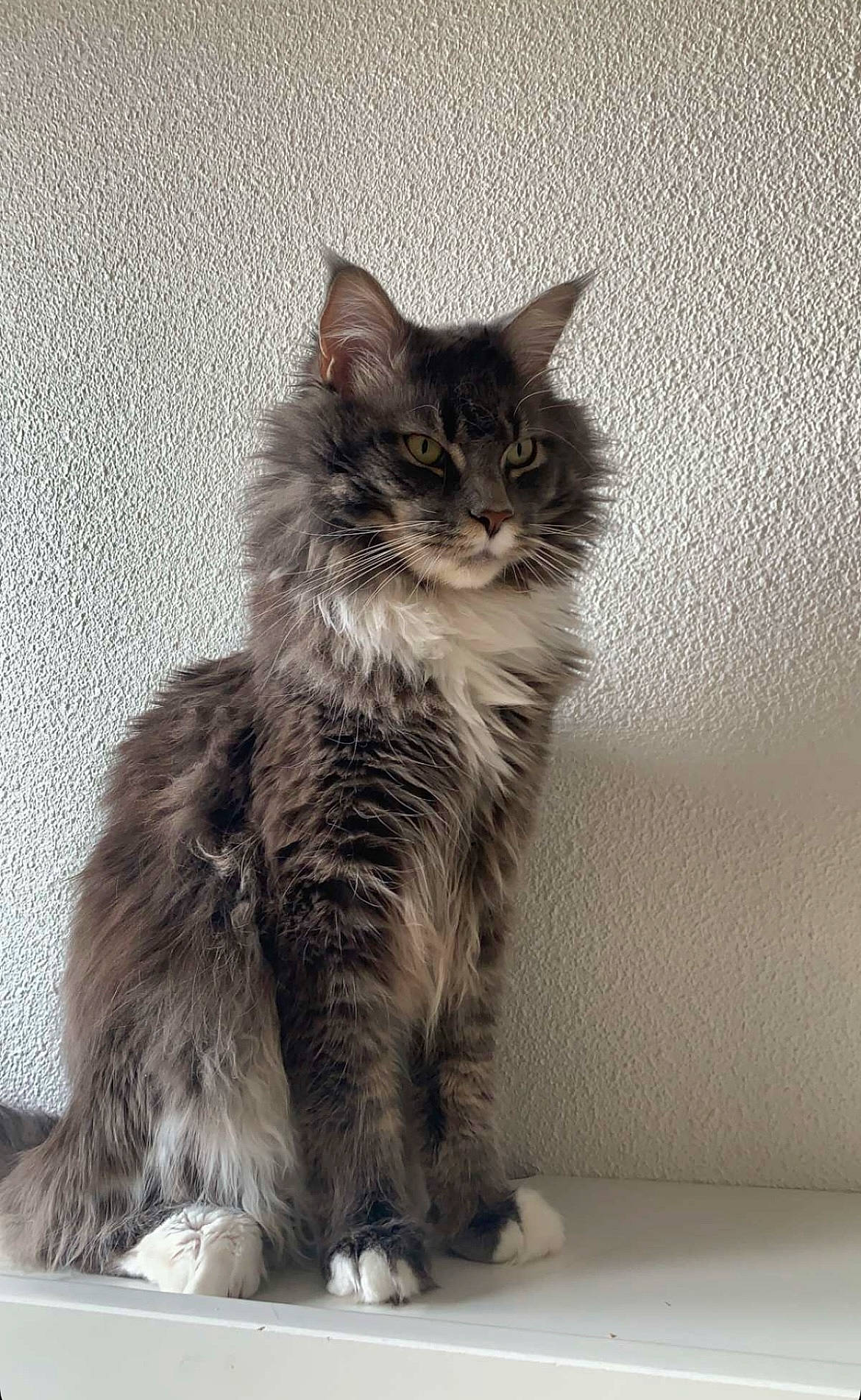 Saï a rejoint le concours — aidez-le/la à gagner de superbes lots ! british_longhair, carnivore, cat, claw, domestic_short_haired_cat, felidae, fur, grey, maine_coon, mammal, monochrome, monochrome_photography, paw, small_to_medium_sized_cats, snout, tail, terrestrial_animal, vertebrate, whiskers, window