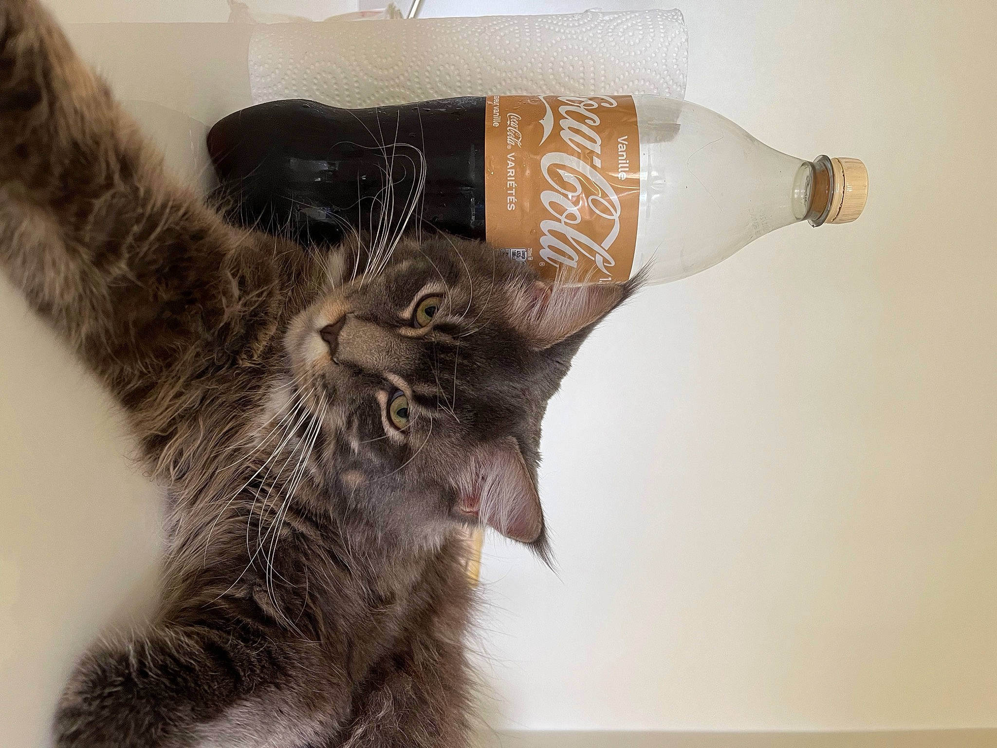 Saï participe au concours pour gagner de l'argent avec cette photo : carnivore, cat, elbow, fashion_accessory, fashion_design, felidae, fur, gesture, glove, human_leg, jewellery, knee, leg, mehndi, sleeve, small_to_medium_sized_cats, thigh, waist, whiskers, wrist