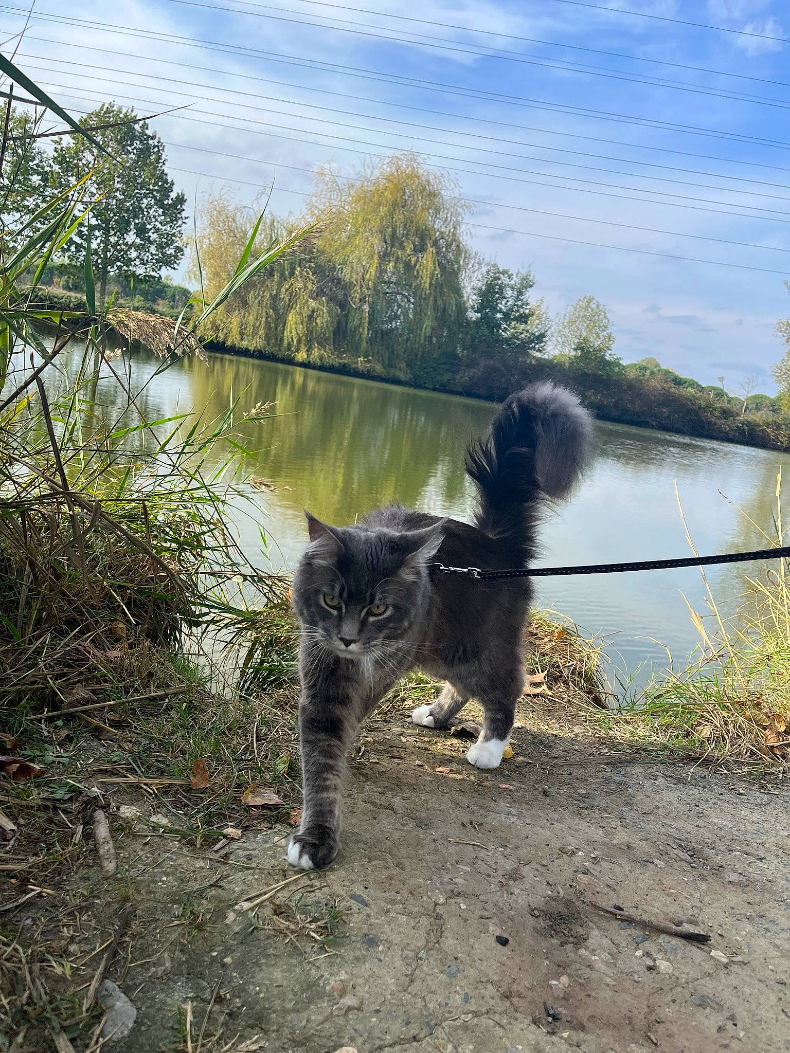 Saï a rejoint le concours — aidez-le/la à gagner de superbes lots ! canidae, carnivore, cat, cloud, dog_breed, felidae, fur, grass, lake, natural_landscape, plant, sky, small_to_medium_sized_cats, sporting_group, tail, tree, water, watercourse, whiskers, working_animal