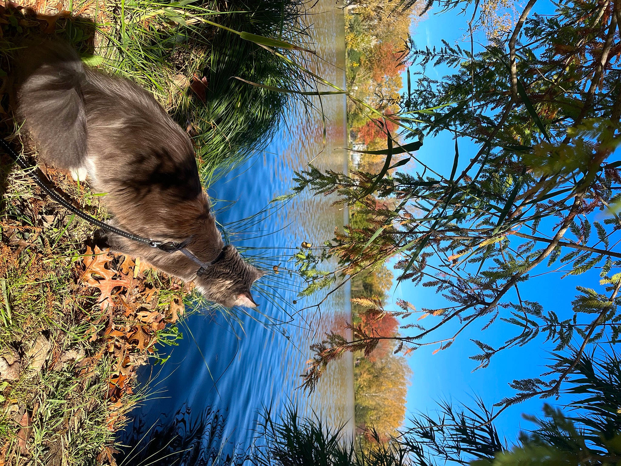 Saï a rejoint le concours — aidez-le/la à gagner de superbes lots ! beak, biome, carnivore, felidae, forest, grass, natural_landscape, plant, reflection, sky, tail, terrestrial_animal, terrestrial_plant, tree, trunk, twig, vegetation, water, wetland, wood