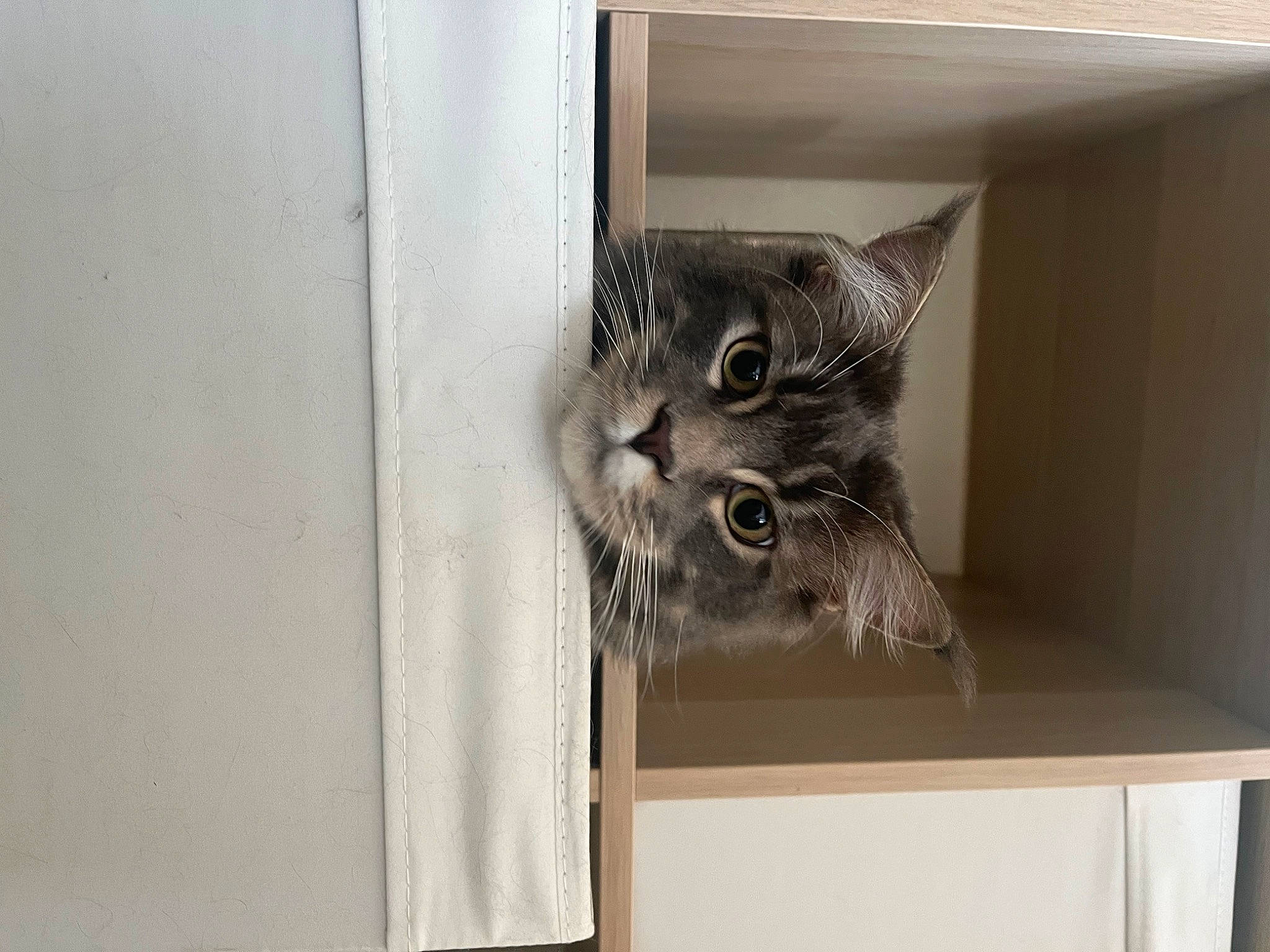 Saï a rejoint le concours — aidez-le/la à gagner de superbes lots ! carnivore, cat, cat_supply, domestic_short_haired_cat, door, felidae, fixture, fur, hardwood, home_door, major_appliance, room, small_to_medium_sized_cats, snout, tail, whiskers, window, wood