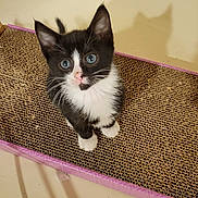 Allie joined the competition — help win amazing prizes! kitten, cat, black_and_white, blue_eyes, scratching_pad, pet, animal, indoor, curious, young, cute, feline, whiskers, paws, sitting, shadow, texture, looking_up, domestic_cat, playful