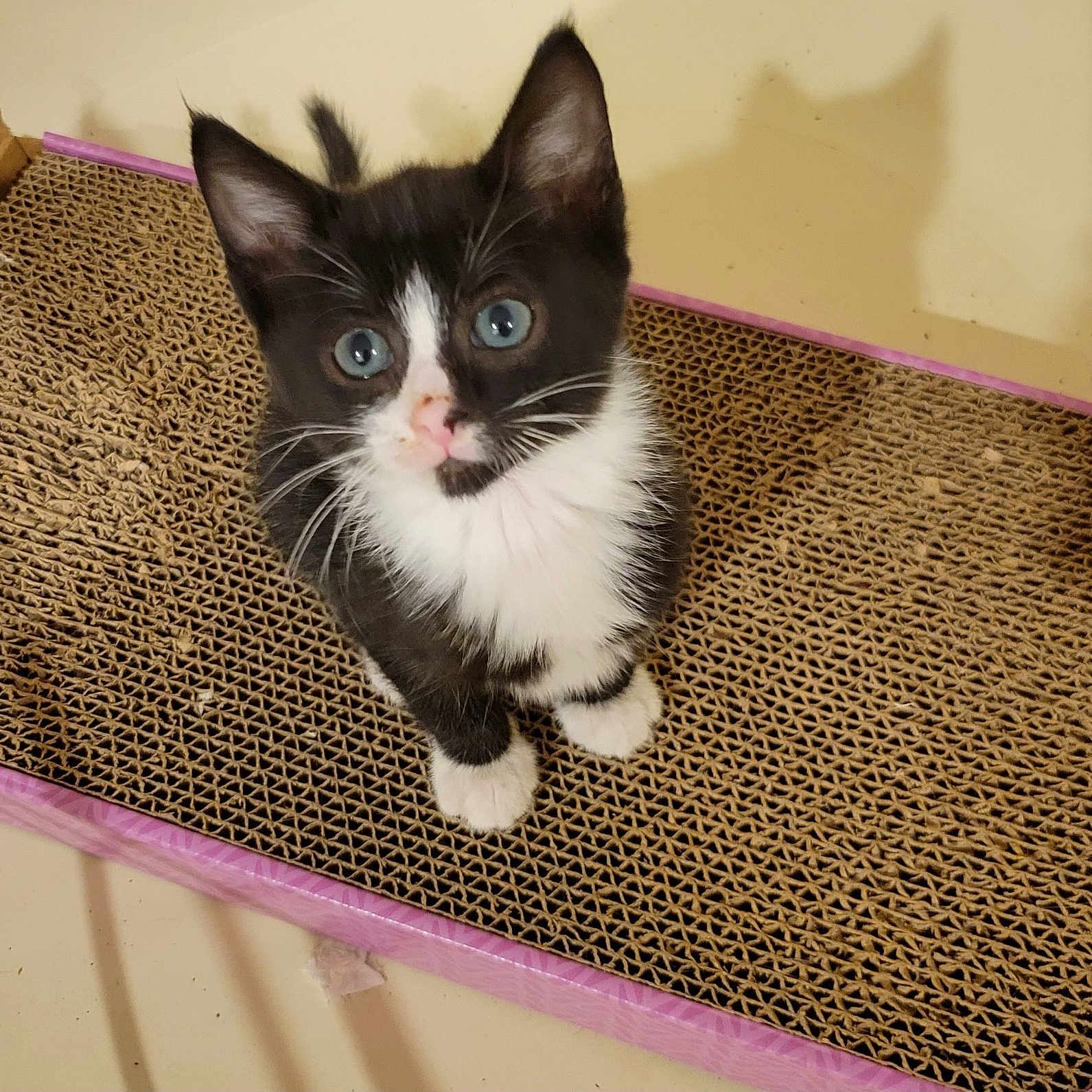 Allie joined the competition — help win amazing prizes! kitten, cat, black_and_white, blue_eyes, scratching_pad, pet, animal, indoor, curious, young, cute, feline, whiskers, paws, sitting, shadow, texture, looking_up, domestic_cat, playful