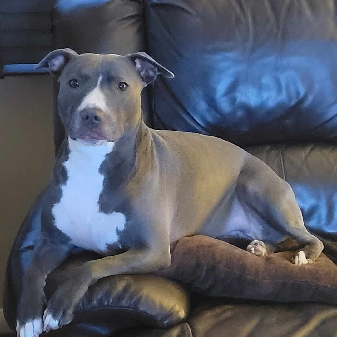 Karma is registered to the contest to win money with this photo: animal, architecture, armchair, building, bulldog, canine, chair, couch, cushion, dog, furniture, homedecor, indoors, interiordesign, livingroom, pet, pitbull, puppy, room, snout