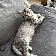 Cali a rejoint le concours — aidez-le/la à gagner de superbes lots ! kitten, cat, gray_tabby, feline, pet, indoor, cushion, sofa, relaxed, curious, cute, animal, furry, whiskers, ears, tail, basket, toy, home, cozy