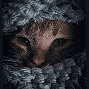 Thor a rejoint le concours — aidez-le/la à gagner de superbes lots ! cat, close_up, face, eyes, knitted_blanket, cozy, sleepy, fur, whiskers, texture, warmth, indoor, comfort, animal, pet, soft, brown, grey, portrait, resting