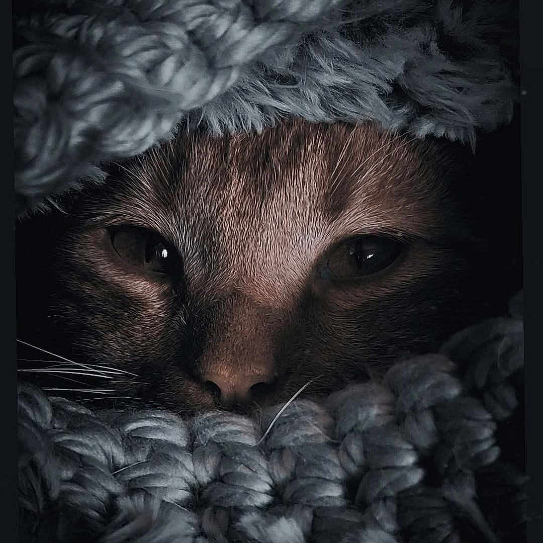 Thor a rejoint le concours — aidez-le/la à gagner de superbes lots ! cat, close_up, face, eyes, knitted_blanket, cozy, sleepy, fur, whiskers, texture, warmth, indoor, comfort, animal, pet, soft, brown, grey, portrait, resting