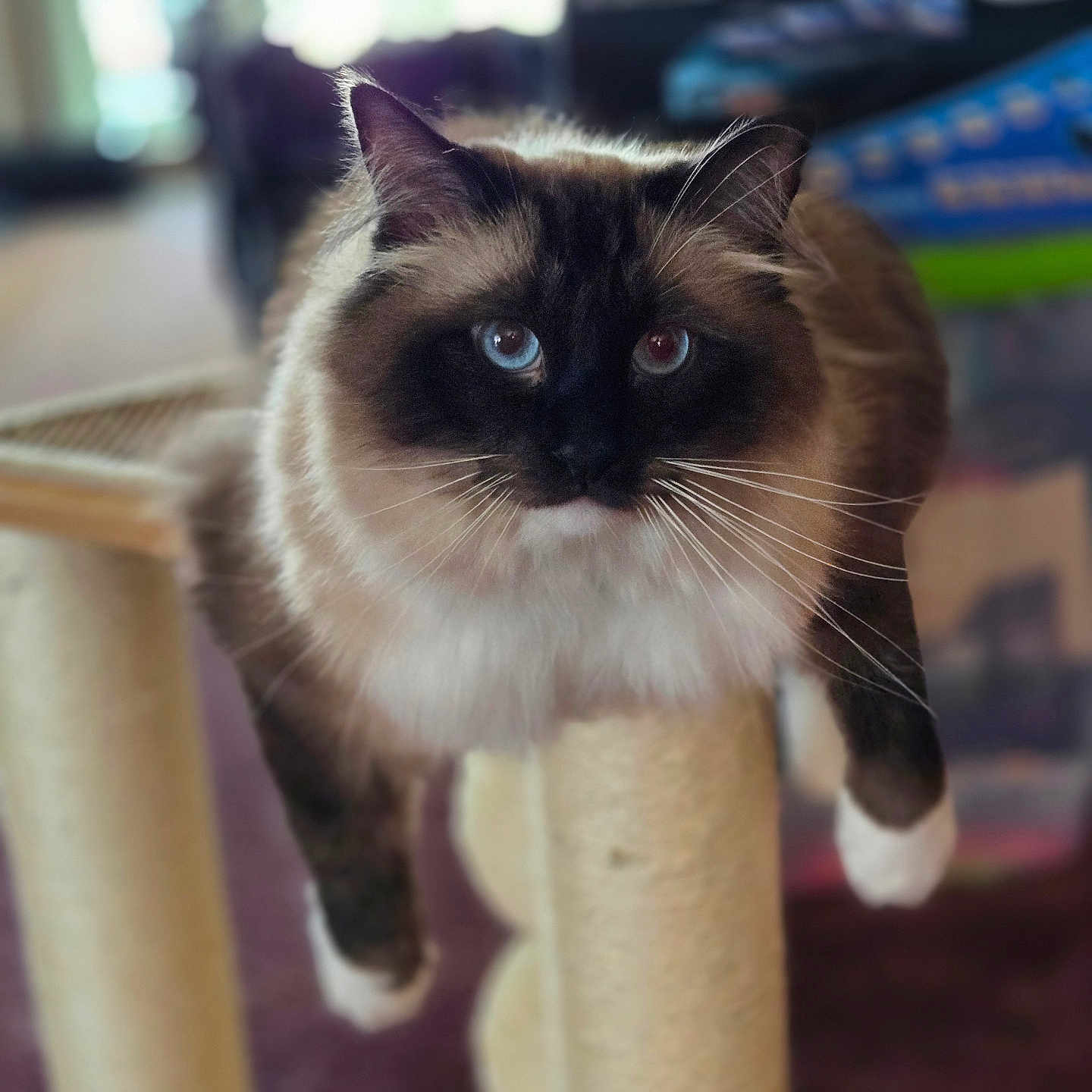 Cordell joined the competition — help win amazing prizes! animal, blue_eyes, brown, cat, close_up, cute, domestic, feline, fluffy, focused, fur, household, indoor, mammal, pet, portrait, relaxed, scratching_post, whiskers, white_paws