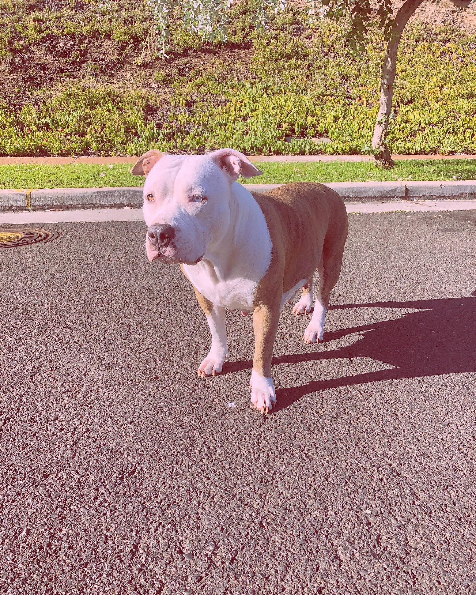 Bacardi is registered to the contest to win money with this photo: asphalt, canidae, carnivore, collar, companion_dog, dog, dog_breed, dog_collar, fawn, grass, leash, plant, road, road_surface, shadow, sidewalk, snout, sporting_group, tail, working_animal