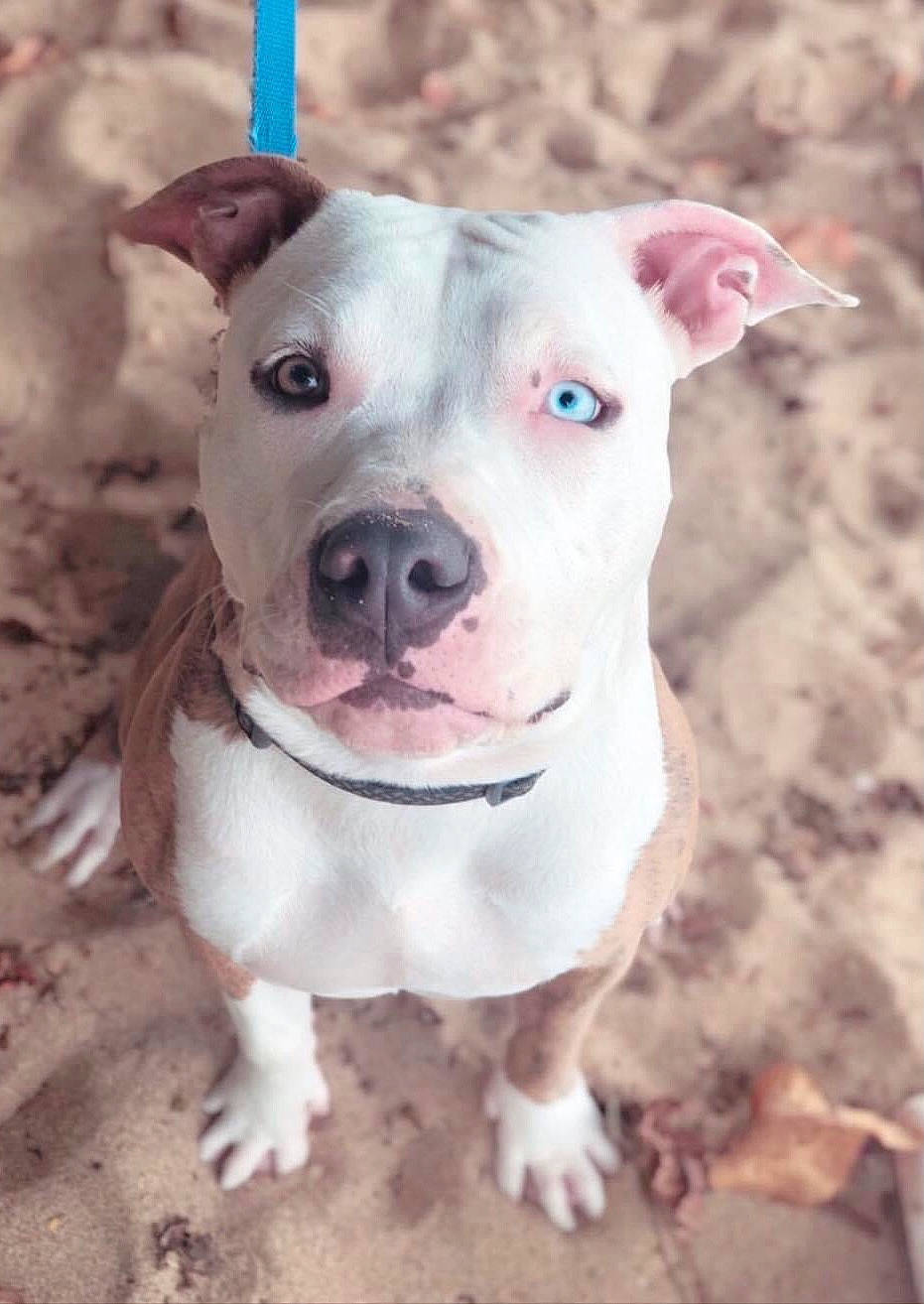 Bacardi joined the competition — help win amazing prizes! canidae, carnivore, companion_dog, cordoba_fighting_dog, dog, dog_breed, eye, fawn, non_sporting_group, pink, snout, sporting_group, terrestrial_animal, working_animal