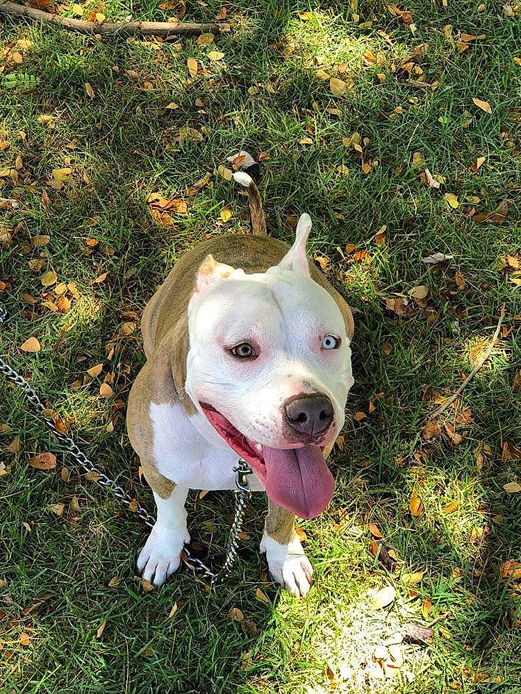 Bacardi is registered to the contest to win money with this photo: adventure, canidae, carnivore, collar, companion_dog, dog, dog_breed, dog_collar, fawn, grass, non_sporting_group, plant, snout, soil, sporting_group, tail, terrestrial_animal, whiskers, working_animal, working_dog