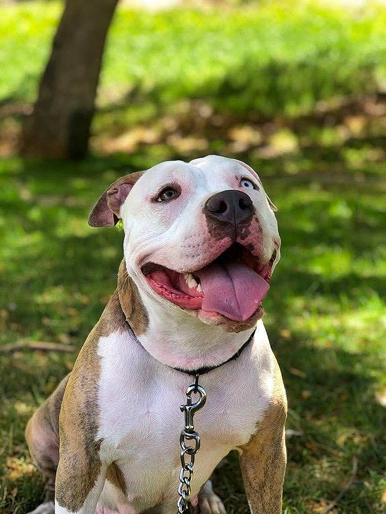 Bacardi joined the competition — help win amazing prizes! canidae, carnivore, collar, companion_dog, dog, dog_breed, dog_collar, fang, fashion_accessory, fawn, grass, jaw, leash, pet_supply, snout, sporting_group, tree, whiskers, working_animal, working_dog