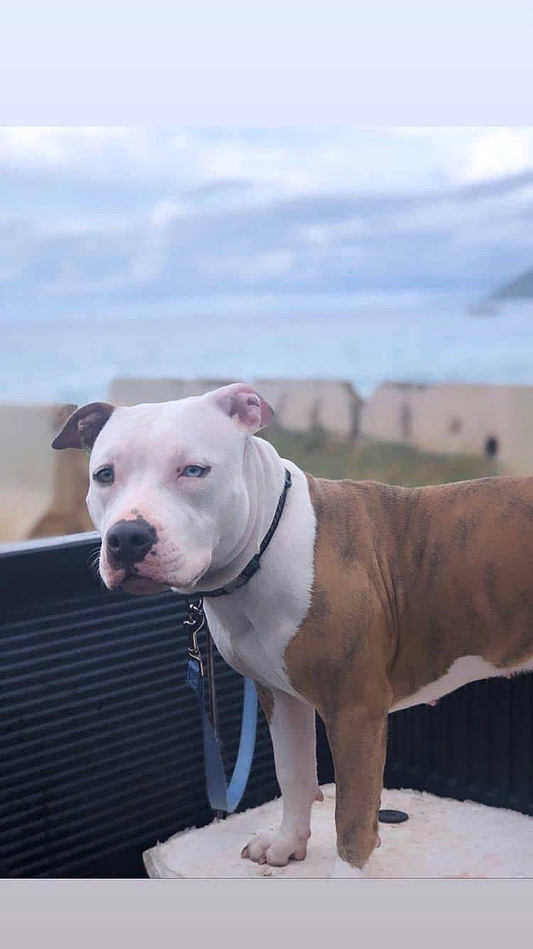 Bacardi is registered to the contest to win money with this photo: canidae, carnivore, cloud, collar, companion_dog, dog, dog_breed, dog_collar, dogo_guatemalteco, fawn, leash, mammal, pet_supply, sky, snout, sporting_group, terrestrial_animal, vertebrate, whiskers, working_animal