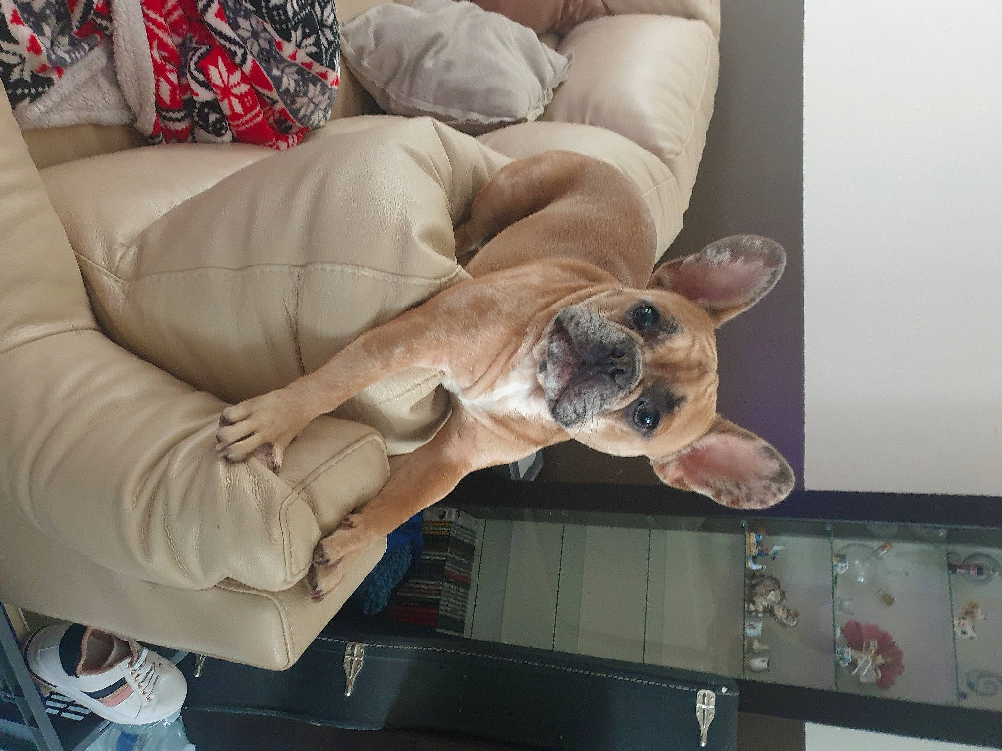 Meiko participe au concours pour gagner de l'argent avec cette photo : canidae, carnivore, comfort, companion_dog, couch, dog, dog_breed, ear, elbow, fawn, felidae, foot, gesture, human_leg, knee, sitting, sporting_group, thigh, wood, wrist