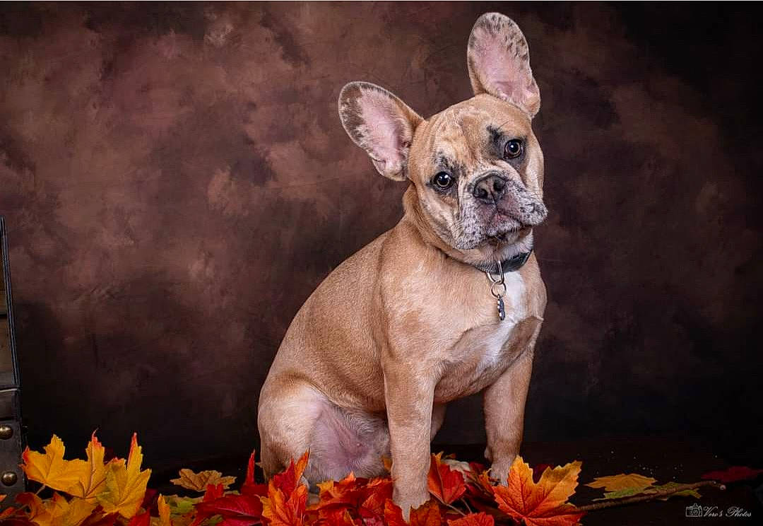 Meiko a rejoint le concours — aidez-le/la à gagner de superbes lots ! art, bulldog, carnivore, chihuahua, companion_dog, dog, dog_breed, fawn, french_bulldog, grass, painting, petal, plant, snout, sporting_group, terrestrial_animal, toy_dog, whiskers, working_animal, wrinkle