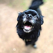 Autumn joined the competition — help win amazing prizes! dog, black_dog, pet, animal, outdoor, happy, mouth_open, tongue, fur, nose, ears, tail, blurred_background, close_up, looking_up, canine, playful, cute, friendly, excited