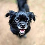 dog, black_dog, pet, smiling, happy, outdoor, animal, canine, close_up, portrait, fur, ears, mouth, teeth, tongue, friendly, cute, nature, daylight, blurred_background
