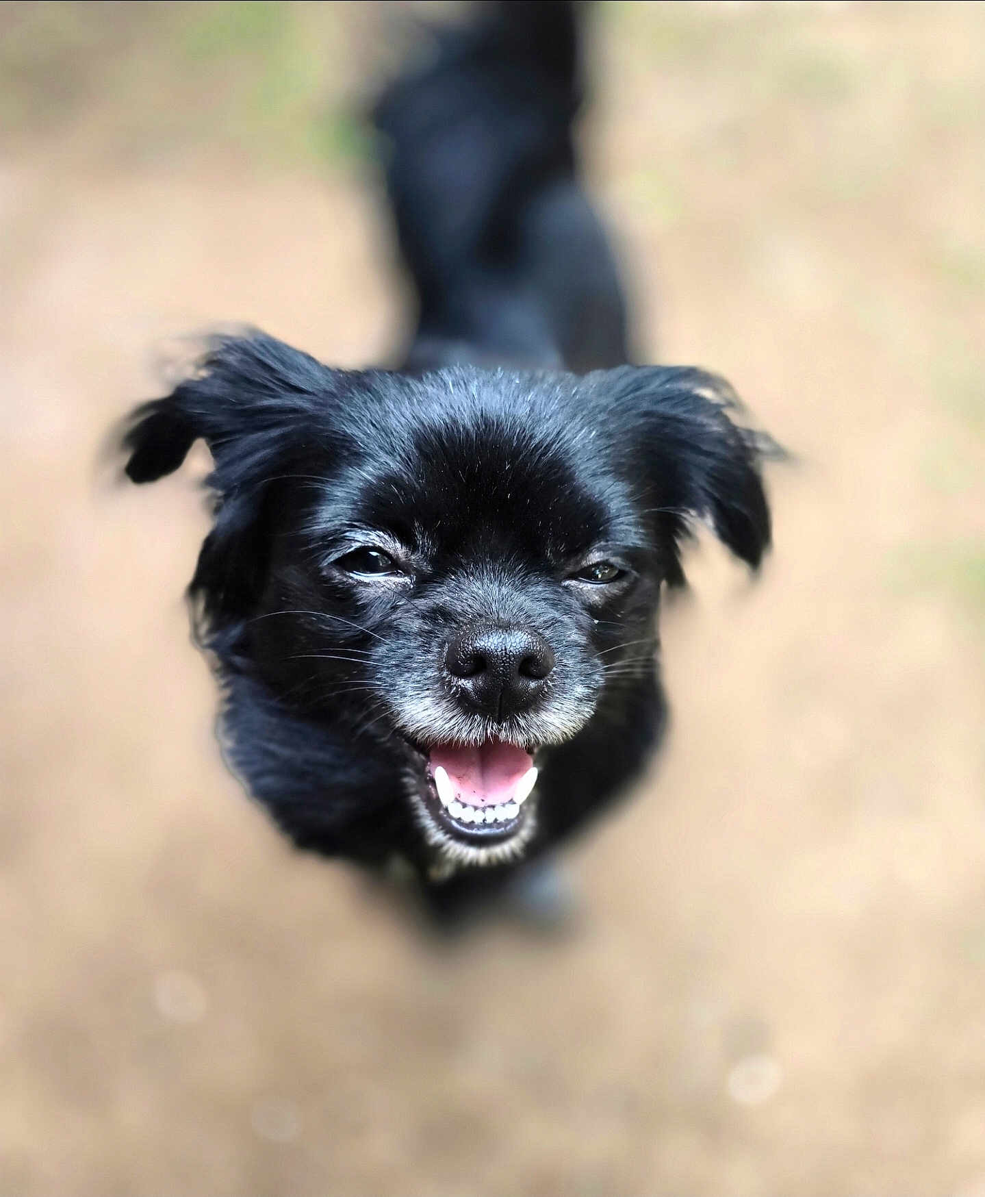 Autumn joined the competition — help win amazing prizes! dog, black_dog, pet, smiling, happy, outdoor, animal, canine, close_up, portrait, fur, ears, mouth, teeth, tongue, friendly, cute, nature, daylight, blurred_background