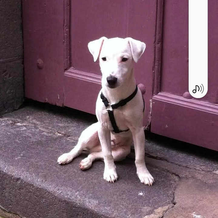 Iyatze a rejoint le concours — aidez-le/la à gagner de superbes lots ! animal, background, calm, canine, curious, dog, door, harness, outdoor, pet, puppy, purple_door, quiet, sidewalk, sitting, small_dog, stone_step, urban, white_dog, young_dog