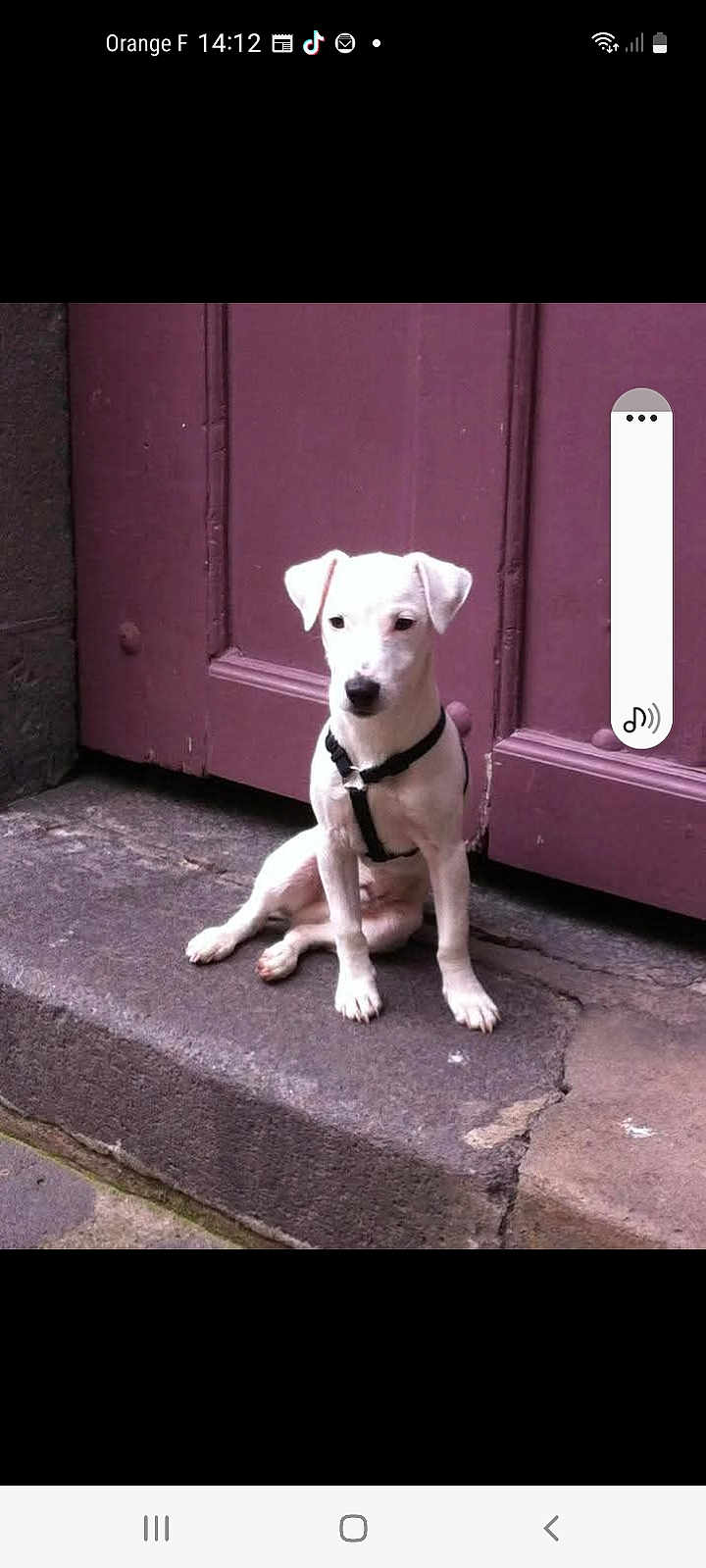 Iyatze a rejoint le concours — aidez-le/la à gagner de superbes lots ! puppy, dog, white_dog, sitting, harness, stone_step, door, purple_door, urban, outdoor, pet, animal, young_dog, quiet, curious, calm, sidewalk, background, small_dog, canine