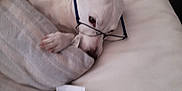 Iyatze a rejoint le concours — aidez-le/la à gagner de superbes lots ! dog, white_dog, glasses, reading, book, couch, blanket, indoor, pet, cozy, relaxed, furniture, home, animal, resting, curious, comfort, closeup, nose, paw