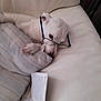 dog, white_dog, glasses, reading, book, couch, blanket, indoor, pet, cozy, relaxed, furniture, home, animal, resting, curious, comfort, closeup, nose, paw