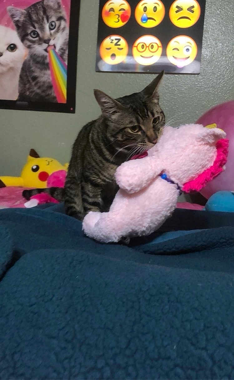 Kosmo joined the competition — help win amazing prizes! cat, tabby_cat, stuffed_toy, unicorn, bed, blanket, plush_toy, pikachu, poster, emoji, wall, indoor, pet, playful, feline, cozy, cute, toy, colorful, room