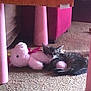 kitten, cat, stuffed_toy, unicorn, carpet, table, indoor, pet, animal, cozy, snuggling, furniture, soft_toys, floor, shadow, cute, resting, pink, domestic, young_cat