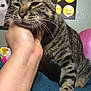 Kosmo is registered to the contest to win money with this photo: cat, tabby, hand, pet, indoor, closeup, whiskers, face, ears, fur, comfort, blue_blanket, wall_art, emoji, poster, animal, feline, relaxed, scratching, paw