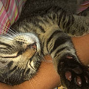 Kosmo joined the competition — help win amazing prizes! cat, tabby, sleeping, paw, whiskers, person, arm, striped_fabric, blanket, close_up, pet, cozy, relaxed, indoor, animal, feline, cute, resting, fur, claws
