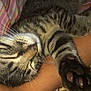 cat, tabby, sleeping, paw, whiskers, person, arm, striped_fabric, blanket, close_up, pet, cozy, relaxed, indoor, animal, feline, cute, resting, fur, claws
