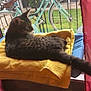 Kosmo is registered to the contest to win money with this photo: cat, tabby, towel, window, bicycle, railing, indoor, pet, feline, yellow, blue, relaxing, domestic, animal, fur, tail, side_view, quiet, home, curtain