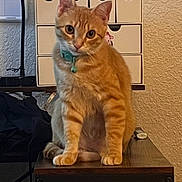 Tiger joined the competition — help win amazing prizes! cat, orange_tabby, pet, indoor, table, collar, feline, curious, cute, animal, domestic_cat, orange_fur, sitting, face, whiskers, ears, eyes, wooden_table, cabinet, wall