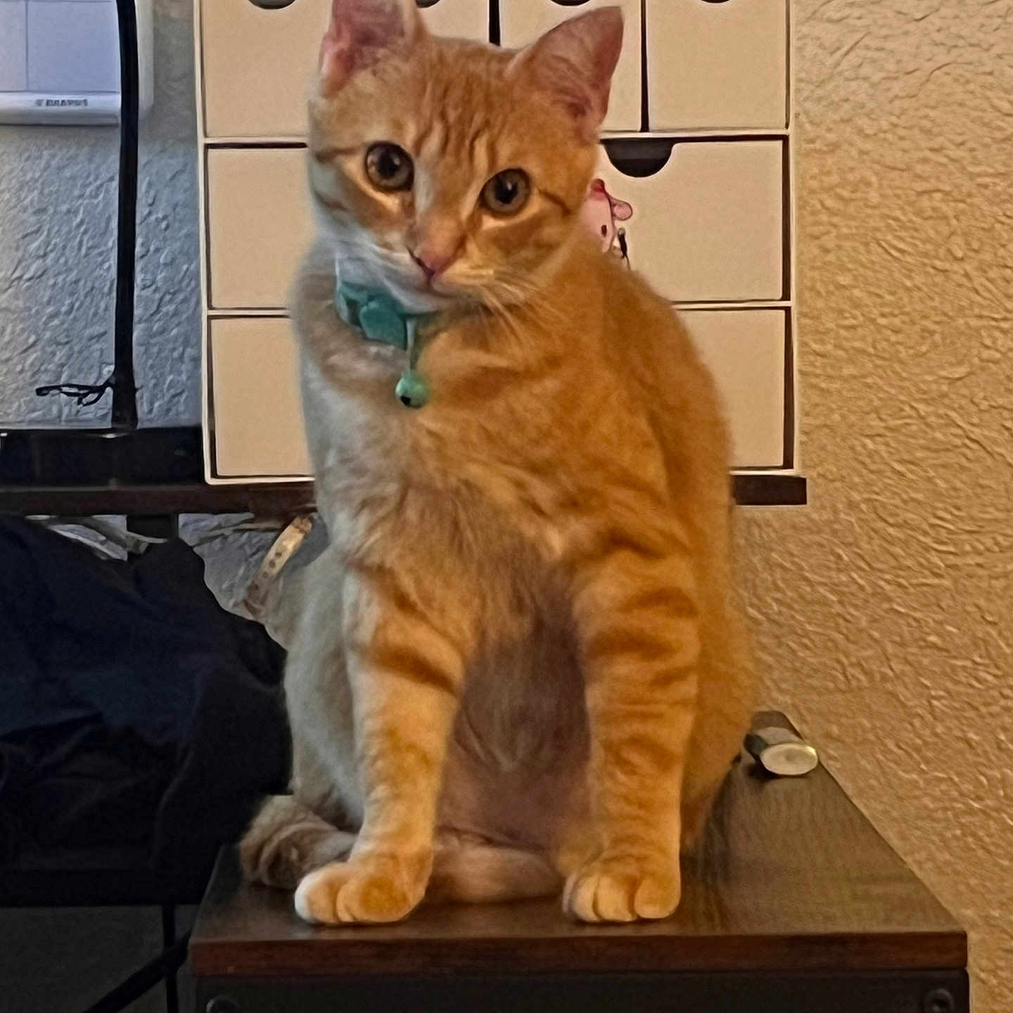 Tiger joined the competition — help win amazing prizes! cat, orange_tabby, pet, indoor, table, collar, feline, curious, cute, animal, domestic_cat, orange_fur, sitting, face, whiskers, ears, eyes, wooden_table, cabinet, wall