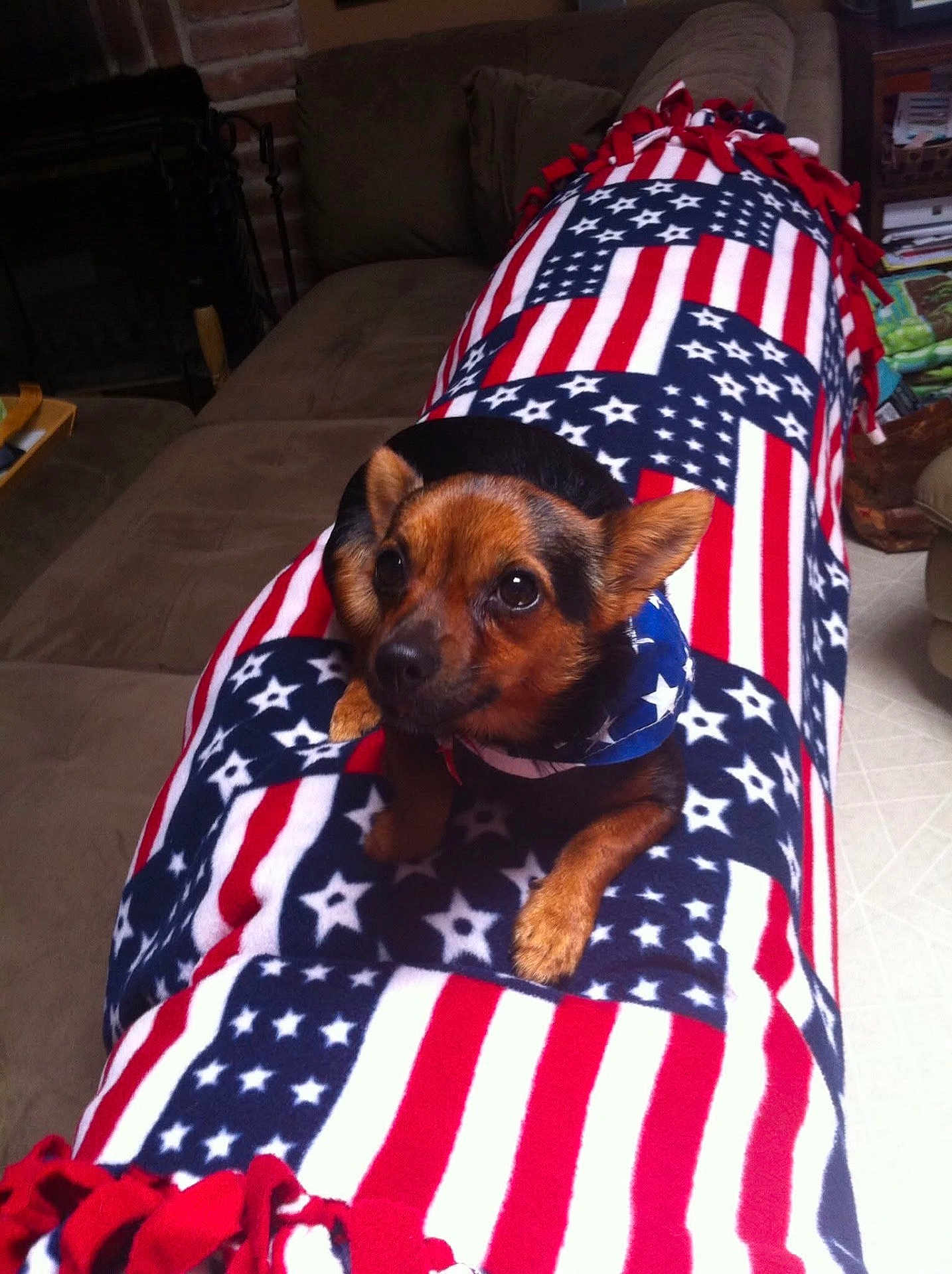 Carmen is registered to the contest to win money with this photo: dog, small_dog, blanket, stars_and_stripes, patterned_blanket, indoor, living_room, couch, pet, cute, curious, fur, ears, paws, comfort, domestic, animal, brown, black, cozy